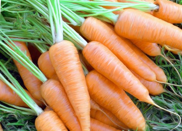 Морковь является всеми любимым овощем