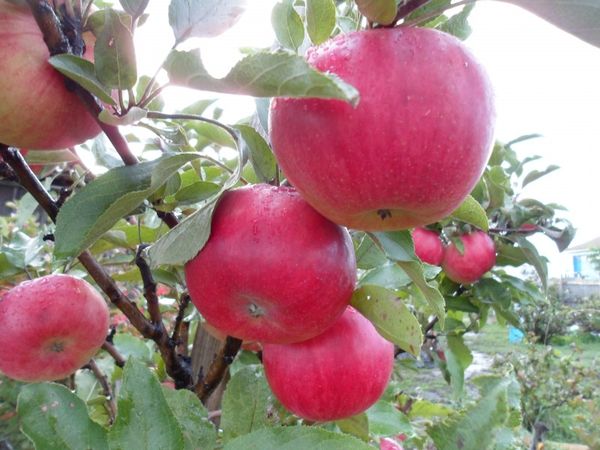 Плоды яблони Васюган достигают веса 200 г