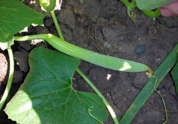 Дыня змеевидная: описание и особенности армянского огурца