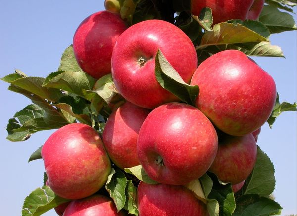 Колоновидные яблони плодоносят в первый год после посадки