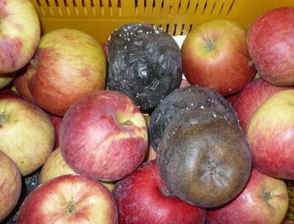 Причины появления и лечение монилиоза яблони