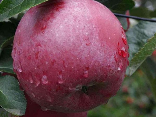 Яблоня Титания имеет высокую урожайность