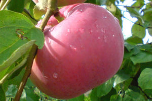 Яблони летних сортов долго не хранятся