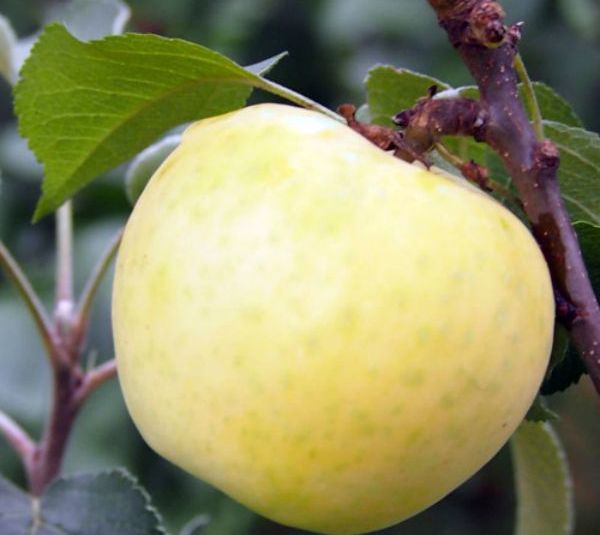 Яблоня Малюха колоновидная: описание и характеристика сорта