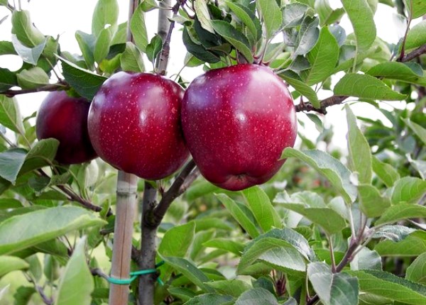 Ред Делишес - популярнейший сорт яблок в Америке