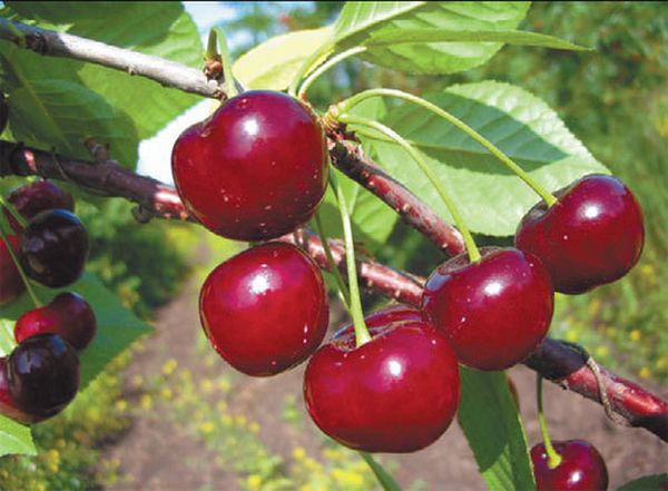 Популярный сорт вишни Апухтинская