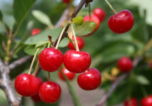 Расторгуевская – самоплодный гибрид вишни
