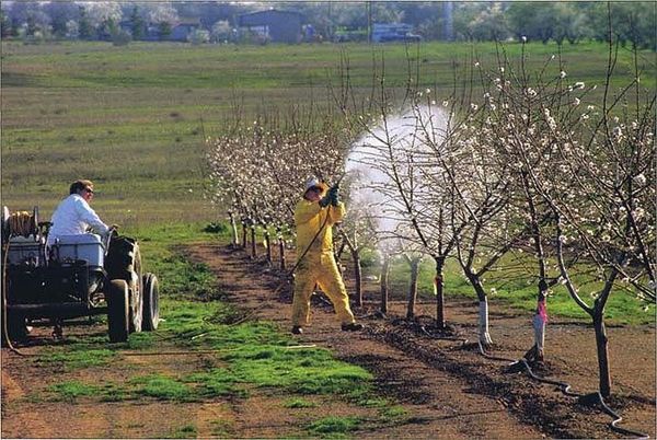 Опрыскивание плодовых деревьев защищает их от вредителей