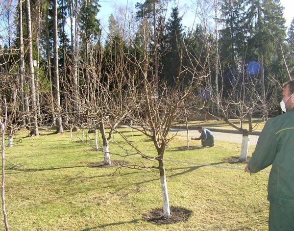 Садоводы опрыскивают яблони весной, летом и осенью