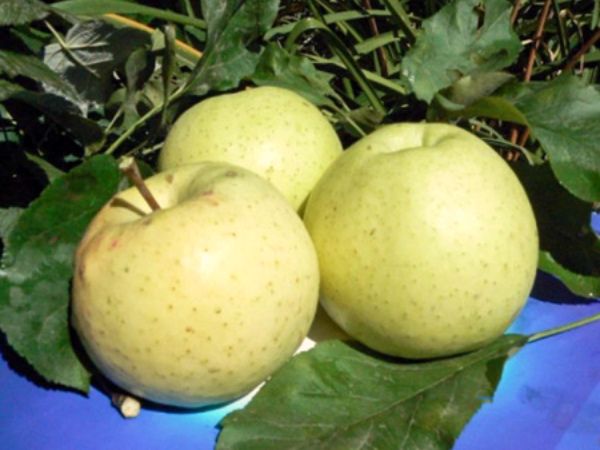 Плоды яблони Медок достигают 250 грамм
