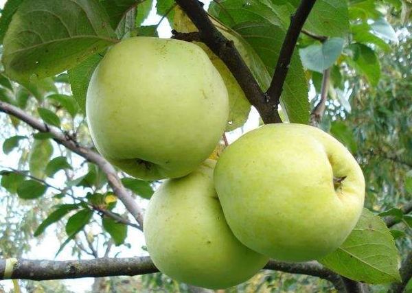 В саду должна быть яблоня, которая плодоносит ранней осенью