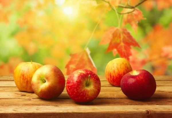 Как посадить яблоню осенью пошаговое руководство