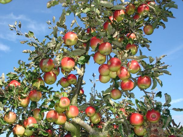 Плоды Яблочного спаса имеют отличный внешний вид