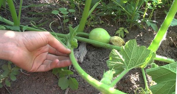 Можно ли выращивать арбузы в теплице вместе с помидорами?