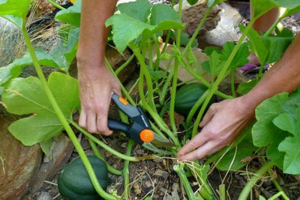 Прищипывание тыквы проводится при вырастании побега до 1,5 м