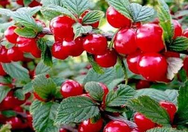 Вишня кустовая: описание и характеристика сортов