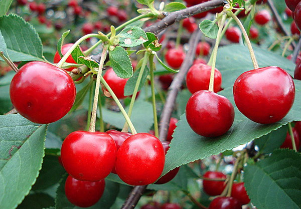 Урожай сорта Рубиновая поспевает в начале августа
