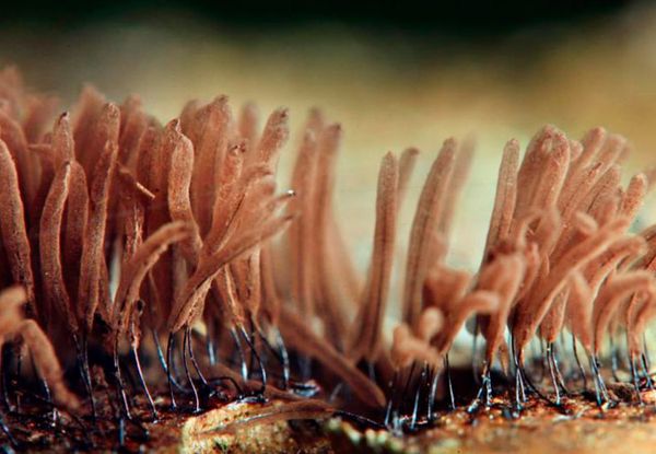 Мицелий - это самая обыкновенная грибница