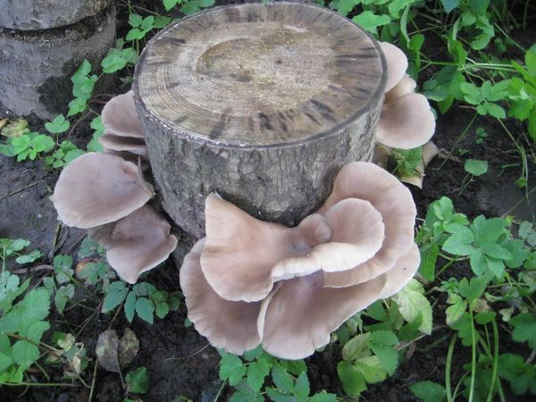 Для выращивания грибов выбирайте затененное место