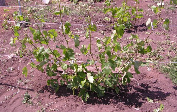 Выращивание винограда первый год посадка уход