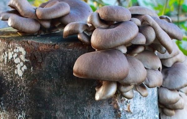 Существует несколько способов выращивания грибов на пеньках