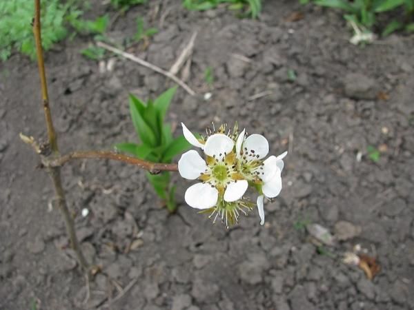Молодое грушевое дерево цветет