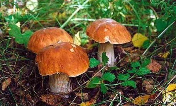 Растущие грибы требуют минимального ухода