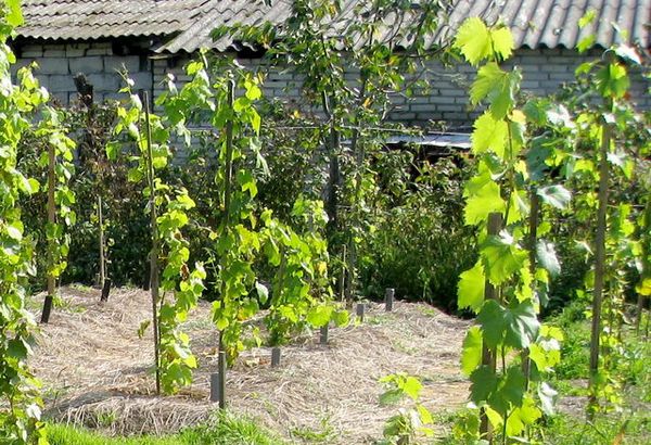 Как посадить виноград летом осенью или весной в домашних условиях схема как правильно это делать различные способы и советы