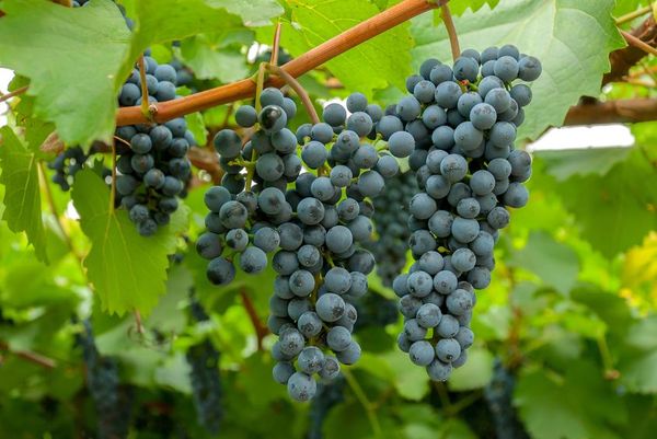 Популярный сорт винограда Амурский