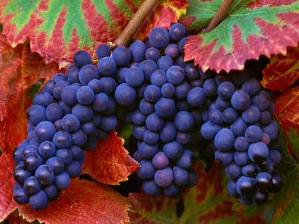 Уход за виноградом для начинающих в картинках пошагово