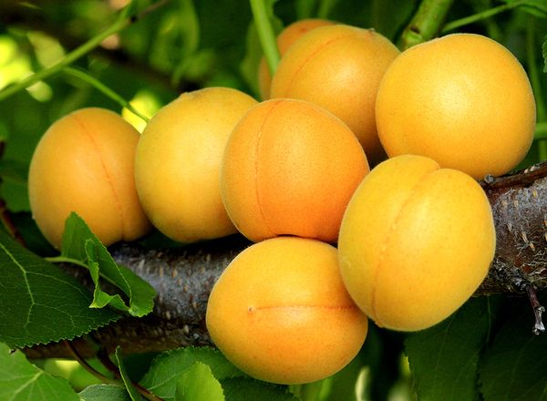 Плоды абрикоса сорта Медовый сладкие и ароматные