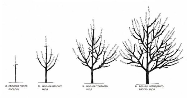Схема обрезки плодового дерева