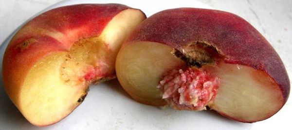 Инжирный персик не является гибридом