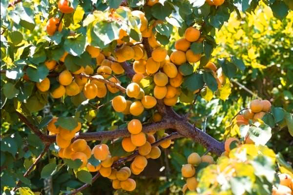 Абрикос – полезный и вкусный фрукт