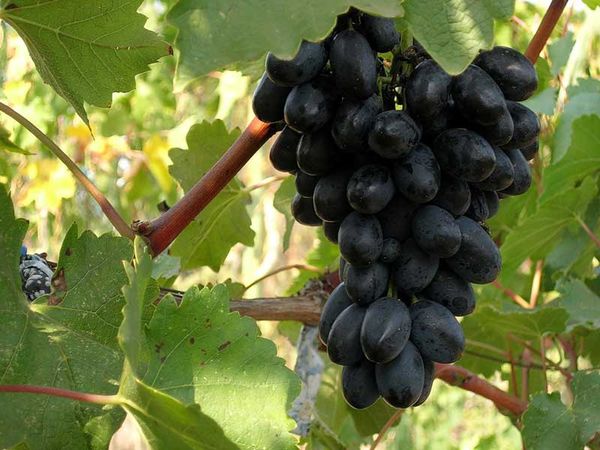 Ранние сорта винограда, в том числе самые урожайные с описанием характеристикой и отзывами, какие лучше выбрать на Украине, в Беларуси