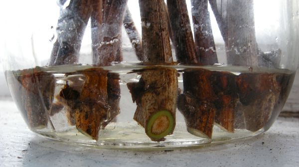 Проращивание черенков в воде