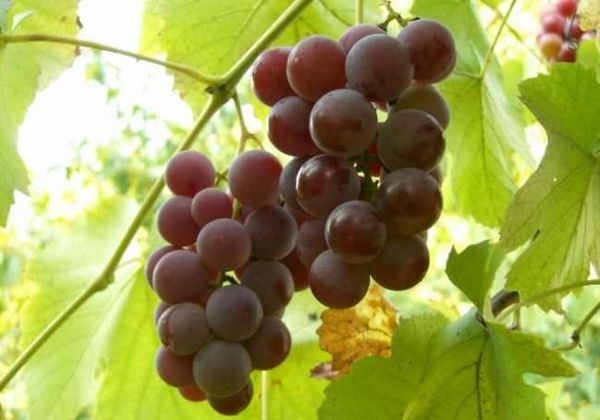 Популярный сорт винограда Лидия