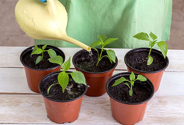 Выращивать семена перца проще в домашних условиях