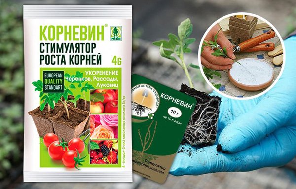 Корневин: инструкция по применению для комнатных растений и роз, состав ...