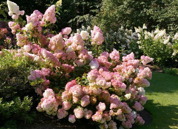 Гортензия метельчатая Ванилла Фрейз описание сорта