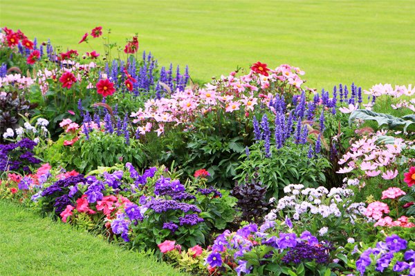 Красивые садовые цветы фото и названия многолетние